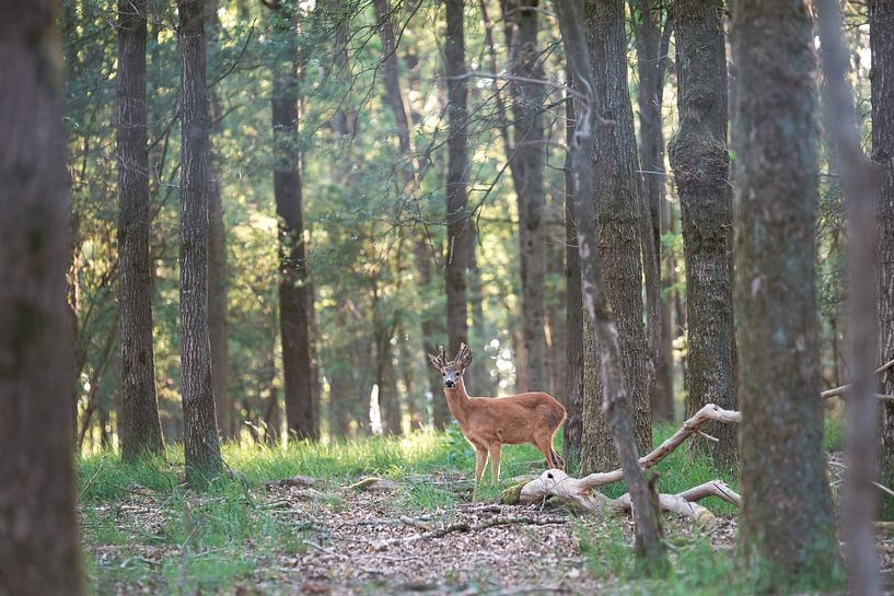 Salut le cerf par Danielle Bosschaart