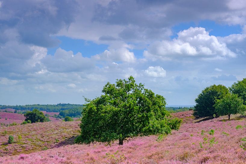 Blühende Heidehügel an der Posbank im Nationalpark Veluwezoom von Sjoerd van der Wal Fotografie