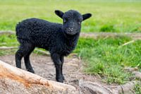Schwarzes Lamm schaut in die Linse