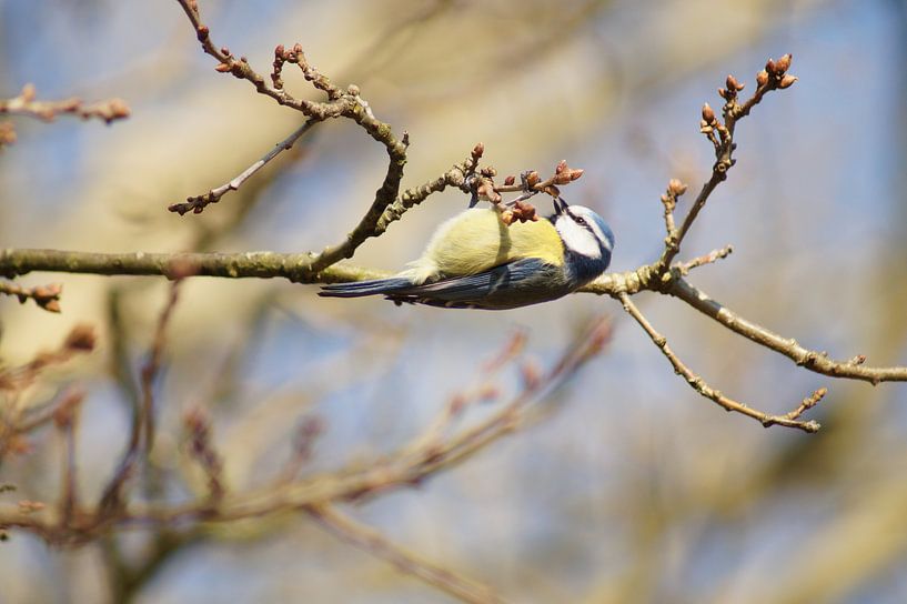 Vogel op zijn kop @ Amsterdamse Waterleidingduinen von Bianca Kraaijenoord