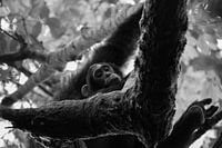 Bébé chimpanzé, Ouganda, noir et blanc