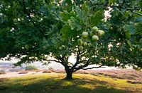 eikenboom perspectief