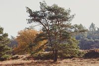 Paysage Drenthe (Zeegse)