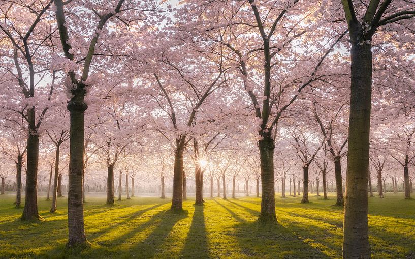 Blossom park pink Amstelveen by Rob Visser