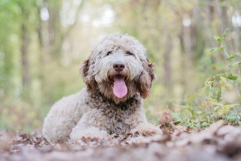 Labradoodle puppy by Lucia Leemans