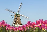 Moulin à vent néerlandais, ciel bleu, premier plan avec tulipes en fleurs