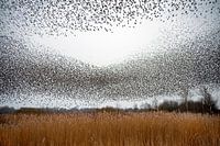 Starling swarm