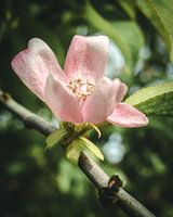 Blüte im Morgenlicht