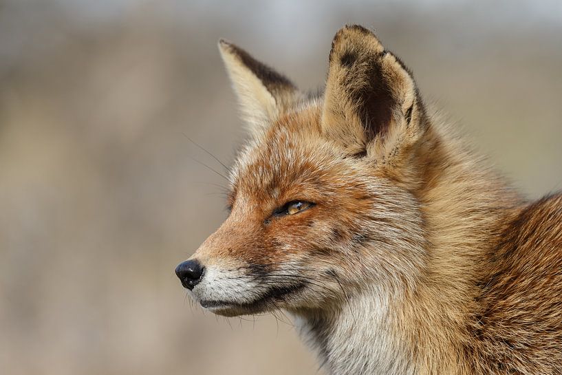 Vos von Menno Schaefer