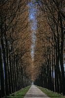 Un arbre d'automne. ( Een boom van de herfst)