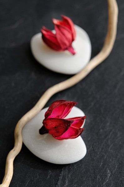 Fleurs de galets von Martine Affre Eisenlohr