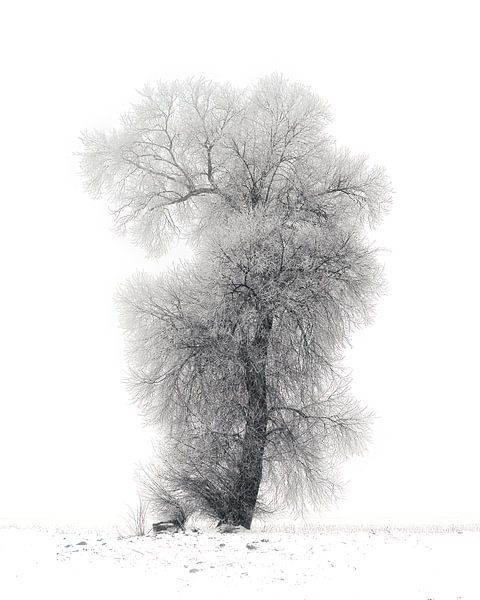 Arbre d'hiver par Anneliese Grünwald-Märkl