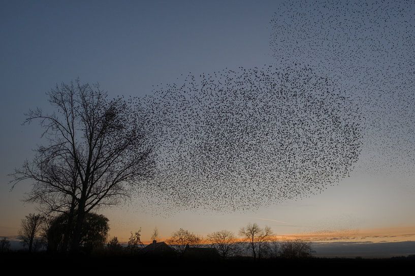 Spectacle de vol des étourneaux par Moetwil en van Dijk - Fotografie