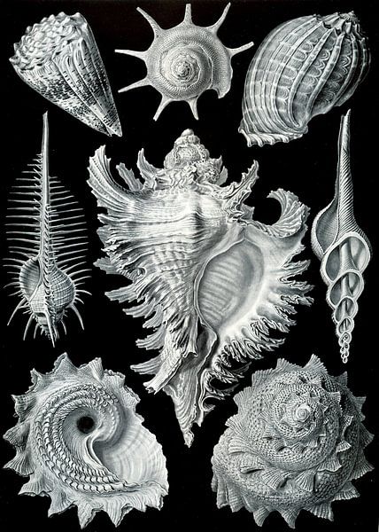 Prosobranchia - Ernst Haeckel van Het Archief