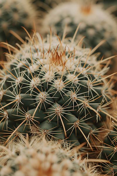 Close-up of a green cactus by Imperial Art House