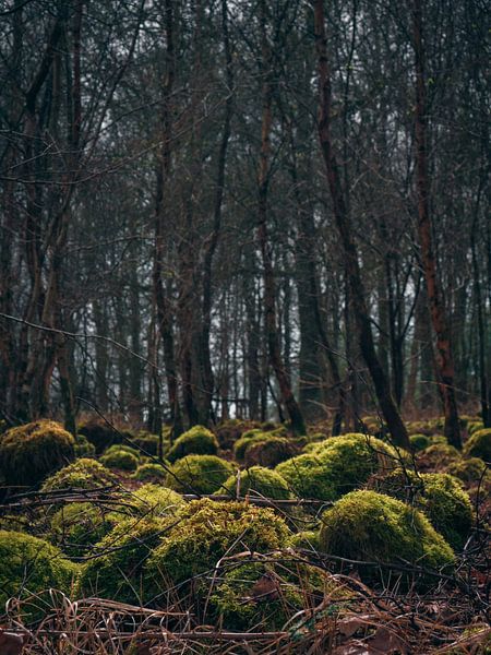 Berge von snippefotografie