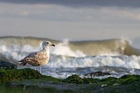 Une mouette qui attend.