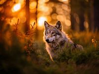 Der Wolf in der Natur