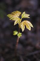 Spross eines Eichenbaums