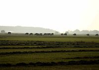 L'heure des nids de poule en terre frisonne