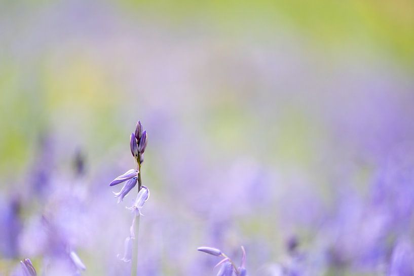 Die Waldhyazinthen blühen. von Marcel Derweduwen