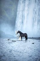 Yin Yang | Pferde am Skogafoss-Wasserfall in Island