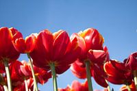 red tulips in full bloom