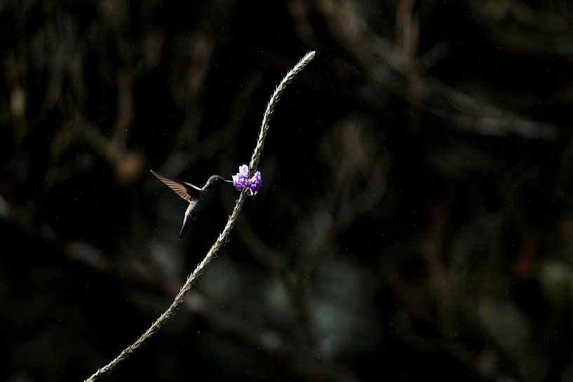 Danse du colibri Un moment d'élégance par Femke Ketelaar