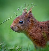 Squirrel close up in the middle of nature