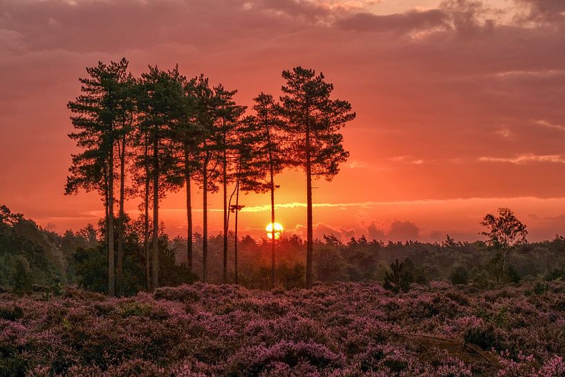 Magical sunrise blooming heath den Treek by Moetwil en van Dijk - Fotografie