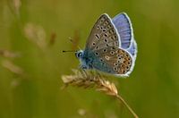 Beautiful Icarus Blue