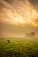 Sheep in the fog