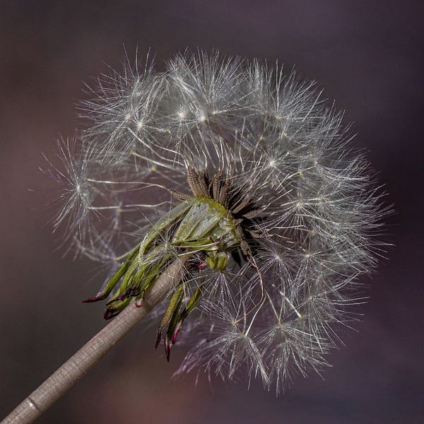 Löwenzahn-Flaum von Klaartje Majoor