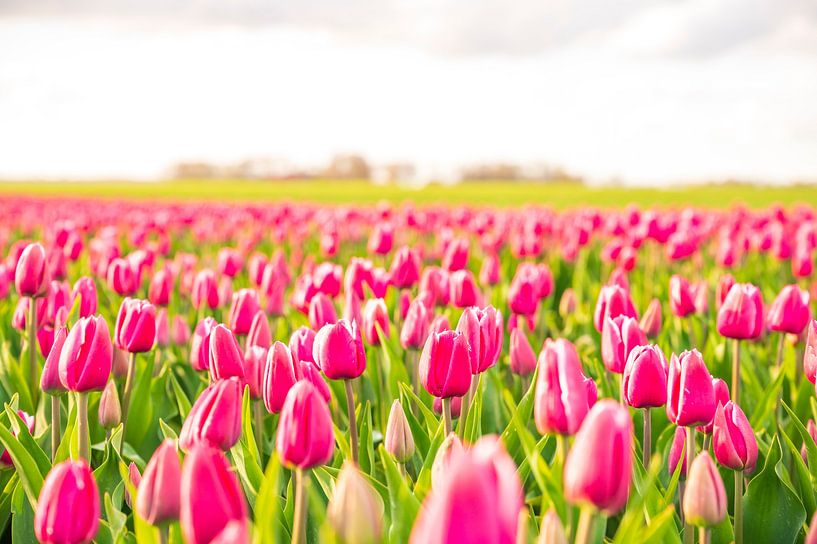 Tulipes poussant dans des champs agricoles au printemps  par Sjoerd van der Wal Photographie