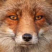 Staarwedstrijd met een vos...