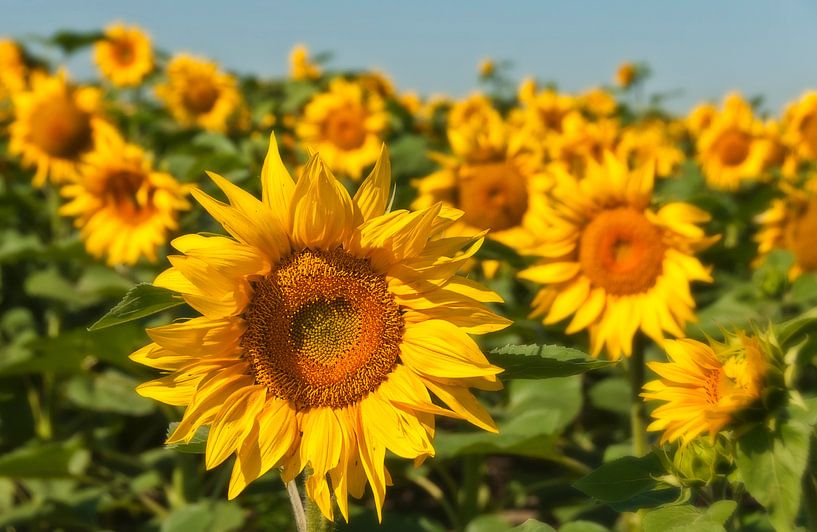 Sonnenblumen von Ellen Driesse