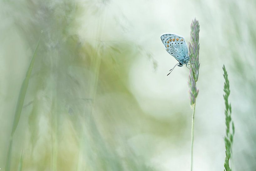 Icarus blue- Common Bleu by Aukje Ploeg