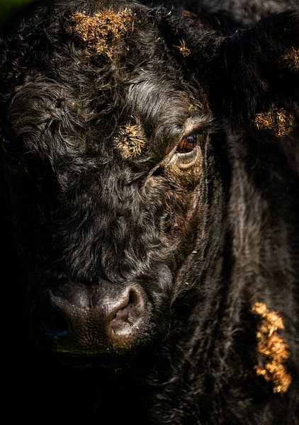 Galloway von Art By Light Photography