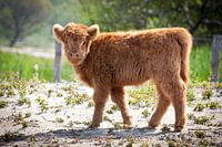 Schotse hooglander jong kijkt recht in de camera