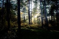 Sonnenaufgang durch die Bäume