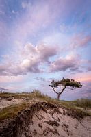 Le petit arbre de Terschelling