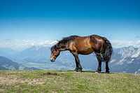 Horse in the mountains