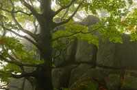 Tanzende Bäume im mystischen Nebelwald