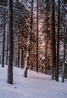 Forest in Finnish Lapland