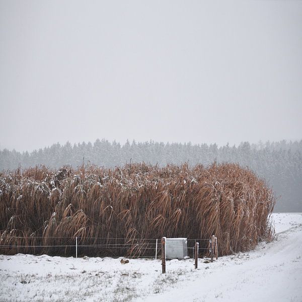Squirrel At The Cornfield von Lena Weisbek