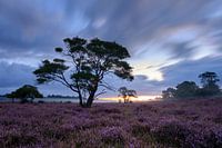 Heure bleue Zuiderheide Hilversum, Hollande du Nord