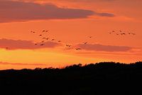 Vogels in de zonsondergang