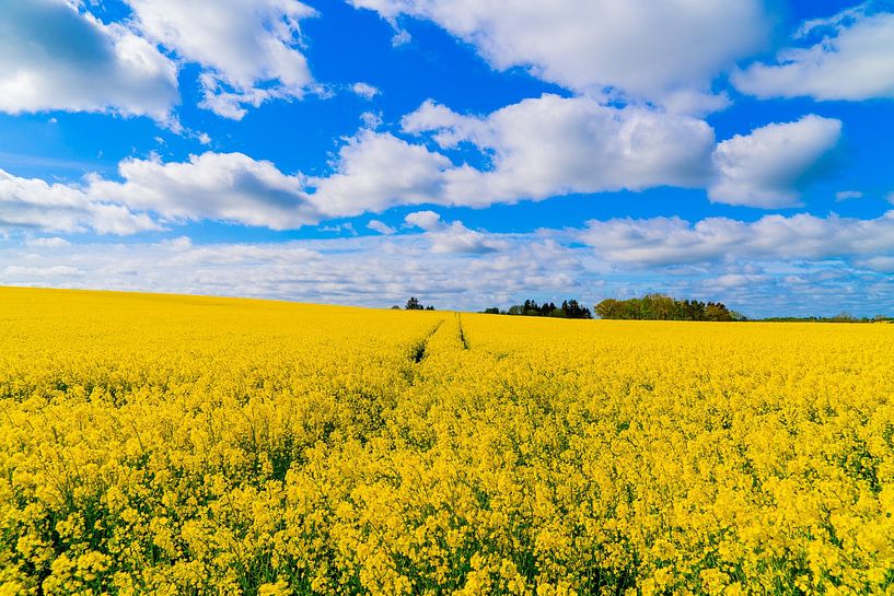 Der Weg in der Natur von Tina Linssen