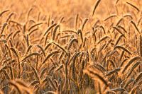 das goldene Sonnenlicht gegen ein Weizenfeld.