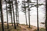 Les arbres au bord de la mer